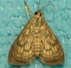Anania stachydalis